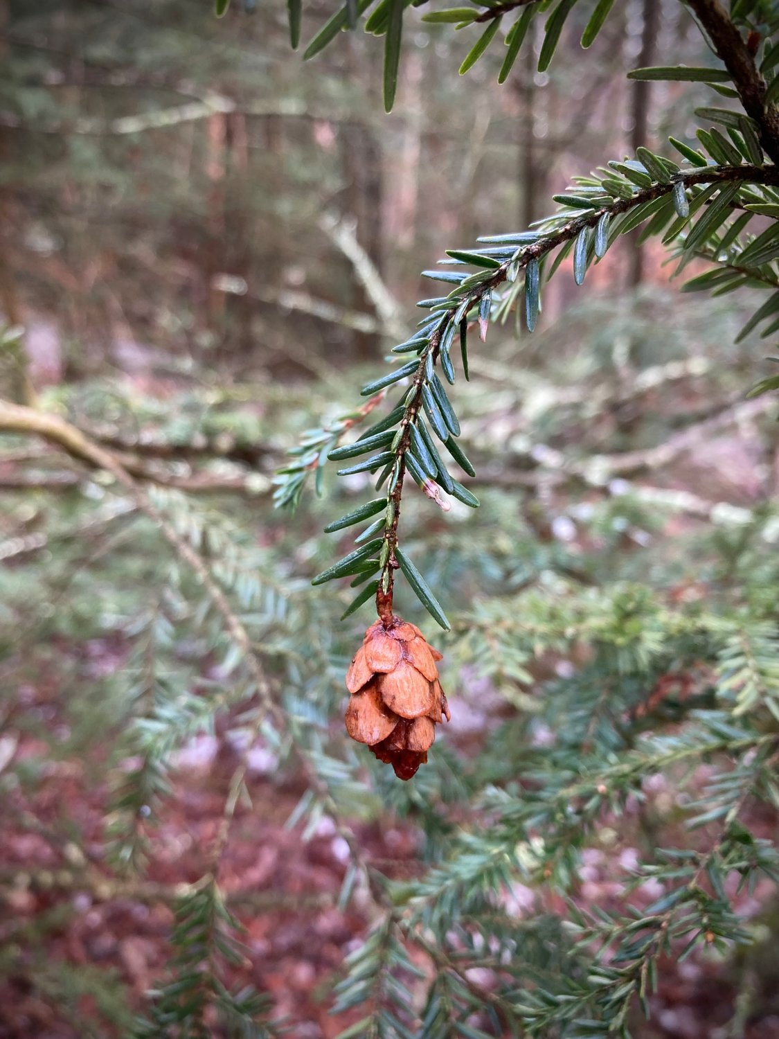 The fruit of the Eastern hemlock is an egg-shaped cone hanging singly from the tips of twigs. Under each scale are two small winged seeds.